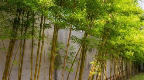 How To Transplant Bamboo The Right Way!.